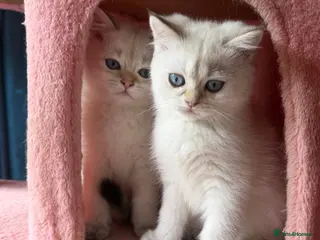 British Shorthair cats Vaccinated British short Hair & long hair READY - Advert 8
