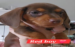 Miniature Dachshund dogs for sale:  Miniature Dachshunds ready to go Friday 19th Sept - Image 4