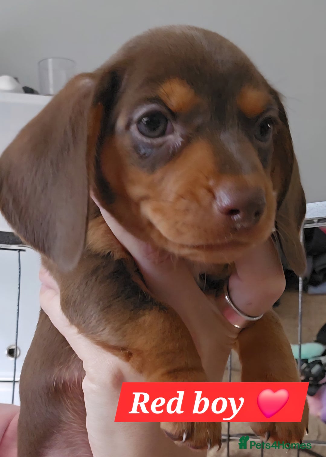 Miniature Dachshund dogs for sale:  Miniature Dachshunds ready to go Friday 19th Sept - Image 4