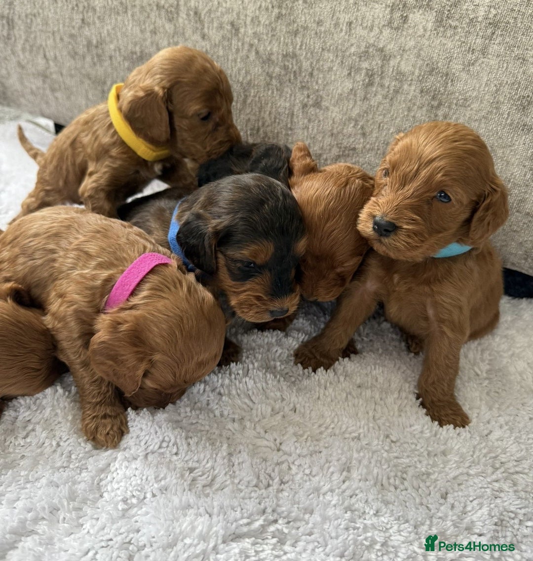 Cockapoo dogs for sale: 8 beautiful f1b cockapoo puppies - Image 13