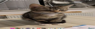 British Shorthair 1