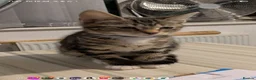 British Shorthair cats for sale: Brother and sister ready to collect now - Advert 7