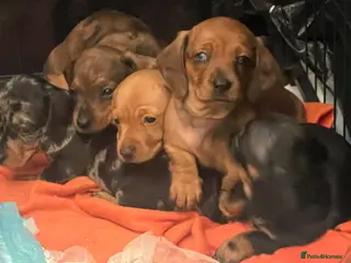Miniature Dachshund dogs 3 female miniature dachshunds still available. - Advert 17