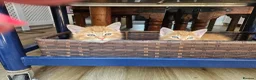Mixed Breed cats for sale: Three beautiful kittens for sale - Advert 10