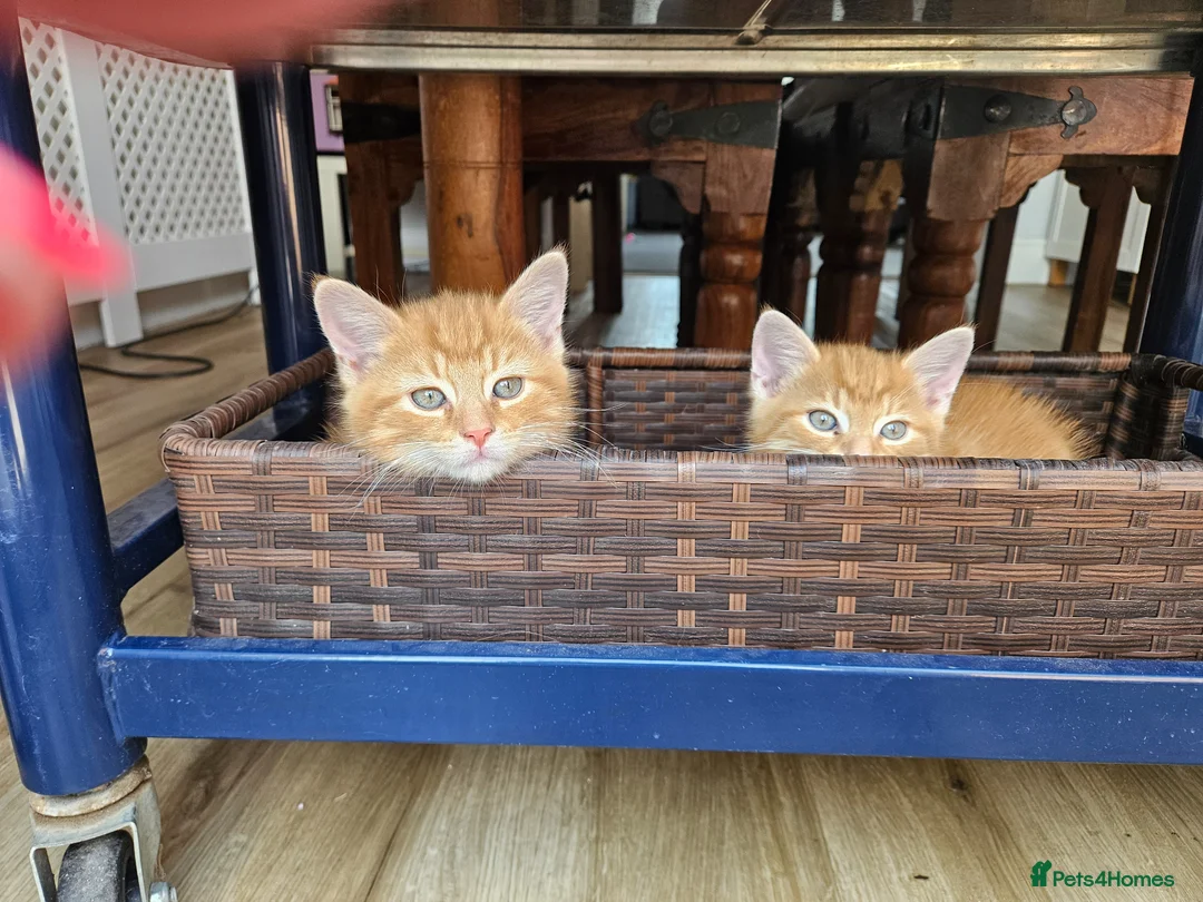 Mixed Breed cats for sale: Three beautiful kittens for sale - Advert 10