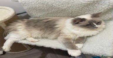 Ragdoll cats - Advert 12