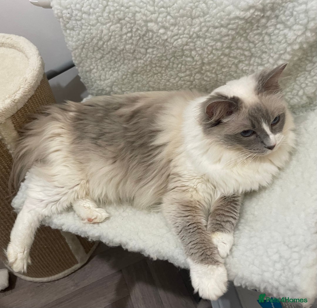 Ragdoll cats for sale: Female Ragdoll  - Image 2