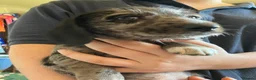 Mixed Breed dogs for sale: Gorgeous cheeky daxi x pups  - Advert 10