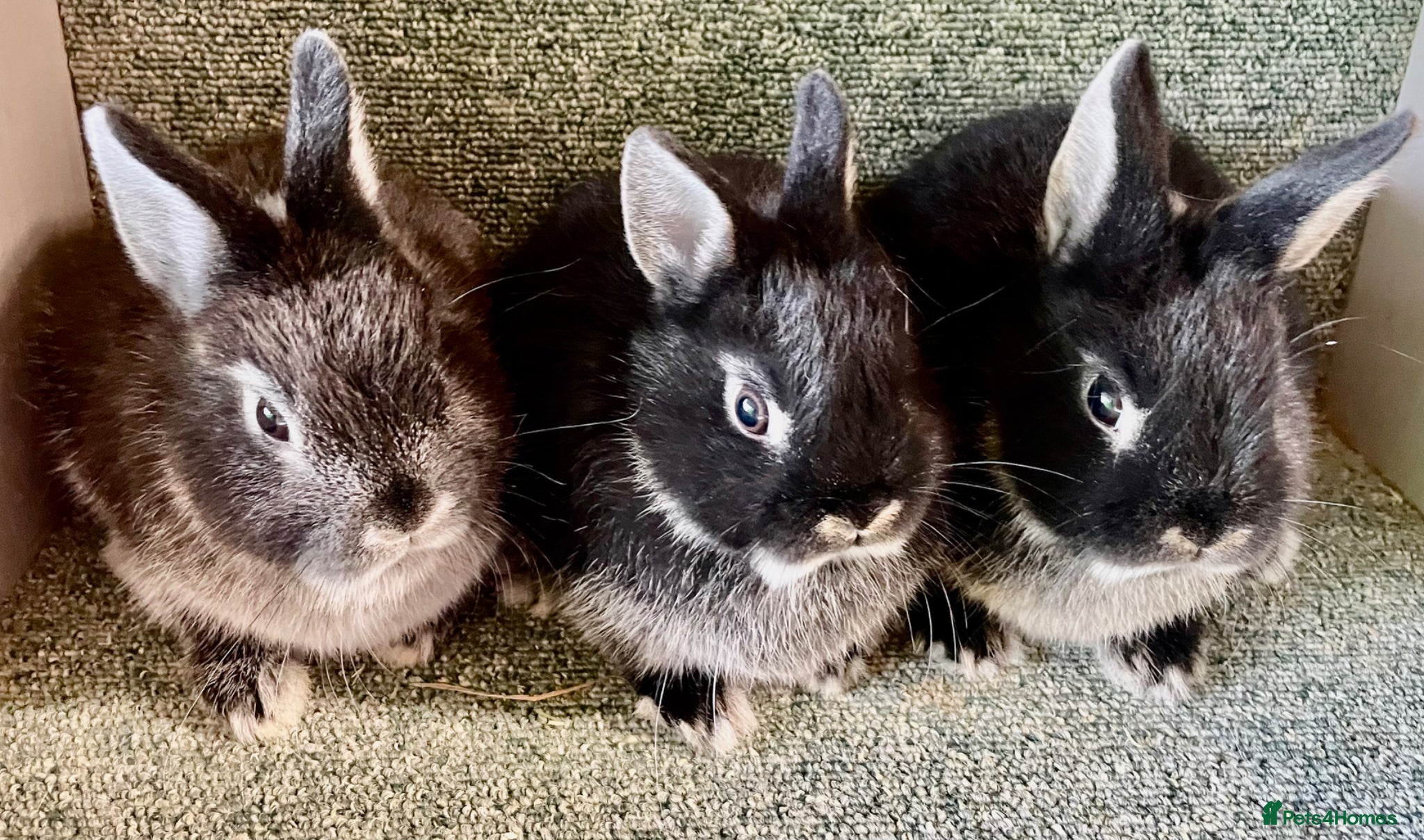 Netherland Dwarf rabbits Sweet Netherland Dwarf babies available now  - Advert 18