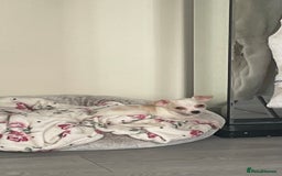 Chihuahua dogs for sale: Two beautiful Chihuahua boys  - Image 2