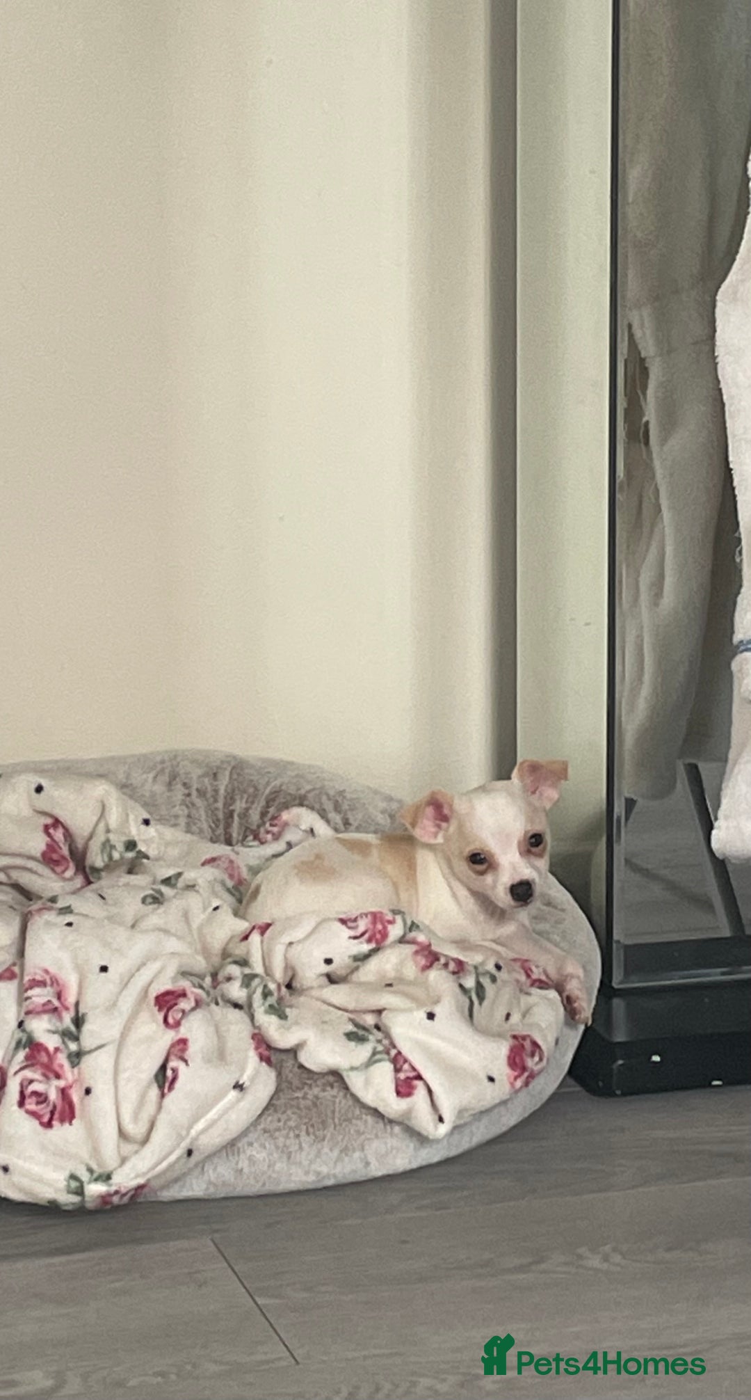 Chihuahua dogs for sale: Two beautiful Chihuahua boys  - Image 2