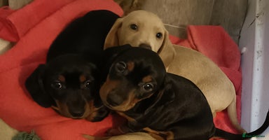 Miniature Dachshund dogs Miniature Dachshund puppies  - Advert 10