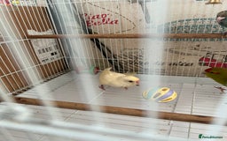 Parakeets birds for sale: Young female kakariki  - Advert 33