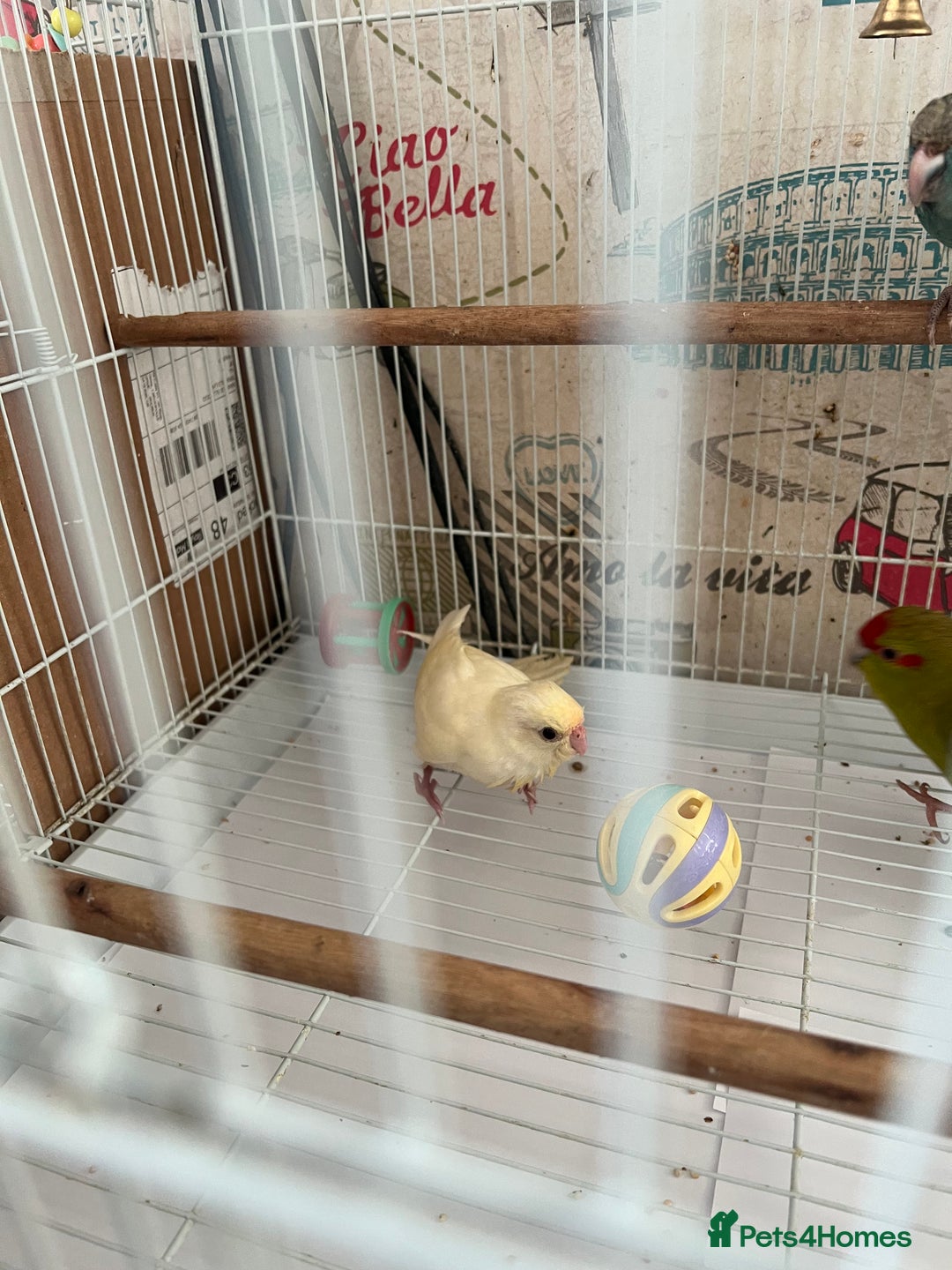 Parakeets birds for sale: Young female kakariki  - Advert 33