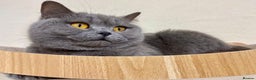 British Shorthair cats for sale: BLUE BSH GIRL LOOKING FOREVER HOME!!! 🐾😻 - Advert 4