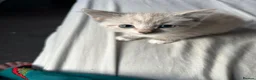 Siamese cats for sale: 2 kittens  - Advert 3