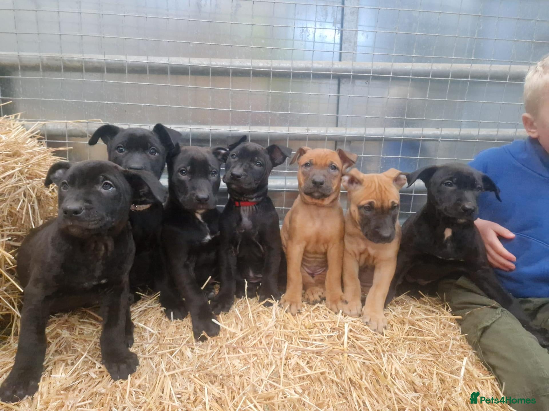 Mixed Breed dogs for sale: Dutch herder/bull herder - Advert 1