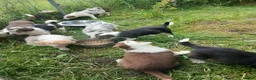 Border Collie dogs for sale: Border collie pups for sale in Bishop Auckland - Advert 35