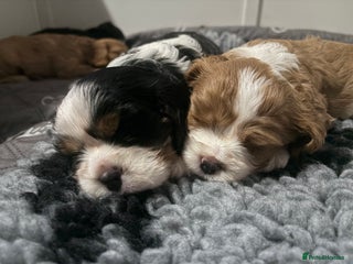 Cavalier King Charles Spaniel dogs Beautiful Cavalier King Charles Puppies - Advert 5