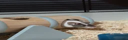 Mouse rodents for sale: Male mouse  - Advert 1