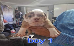 Old Tyme Bulldog dogs for sale: Oeb pups looking for forever homes 🏡  - Image 8