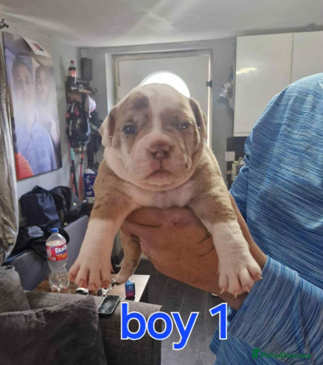 Old Tyme Bulldog dogs for sale: Oeb pups looking for forever homes 🏡  - Image 8