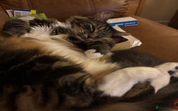 Mixed Breed cats for adoption: RUFFIE - looking for the perfect forever home - Image 2