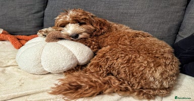 Australian Labradoodle dogs - Advert 14