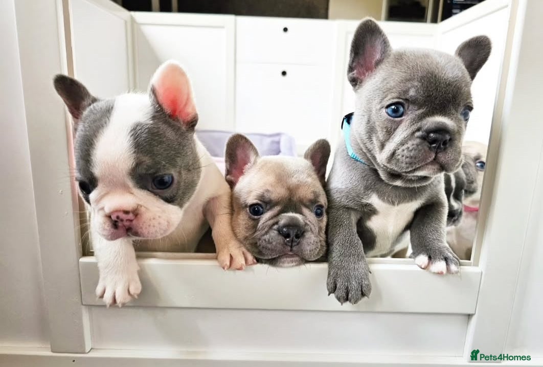 French Bulldog dogs Family Raised PURE French Bulldog puppies for sale - Advert 8