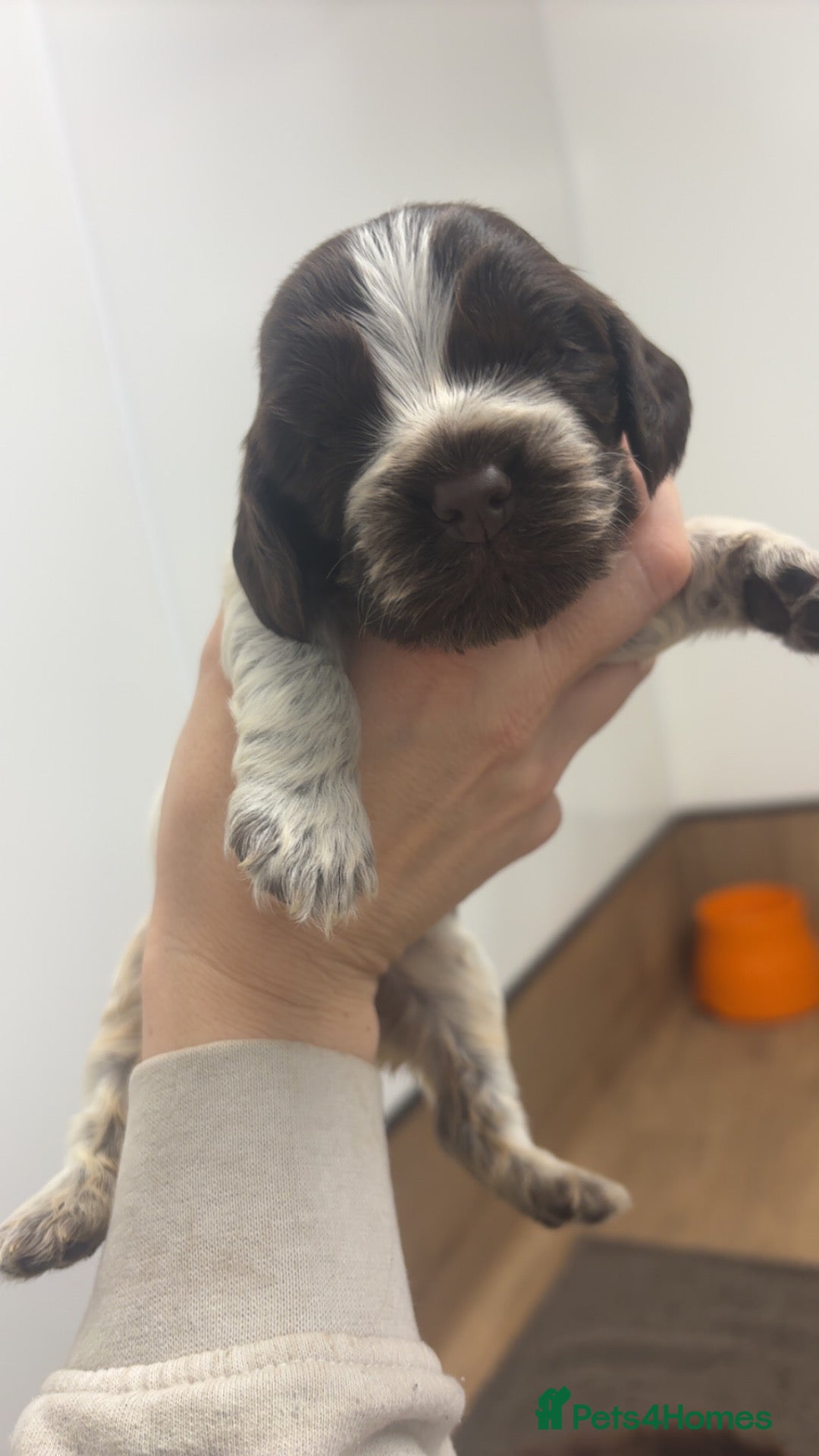 Cocker Spaniel dogs 🤎 KC show cocker spaniels 🤎 - Advert 1