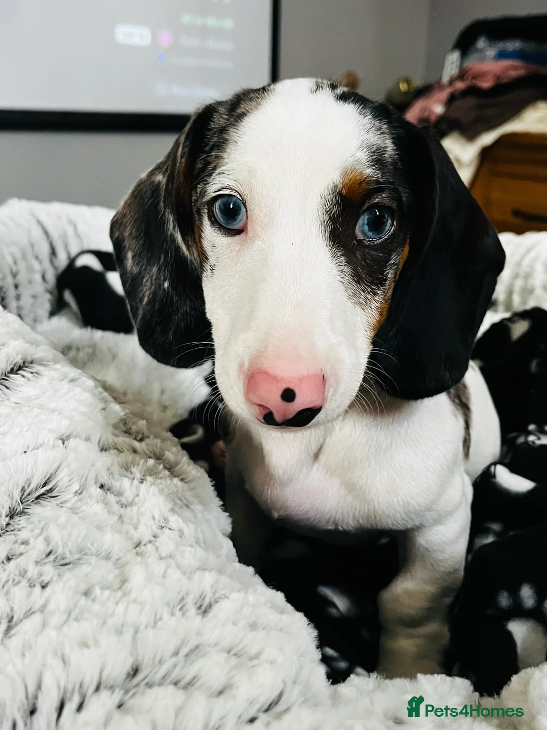 Dachshund dogs for sale: Beautiful boy dashound  - Advert 5