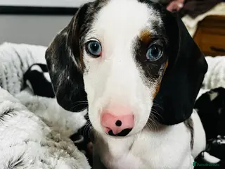 Dachshund dogs Beautiful boy dashound - Advert 1