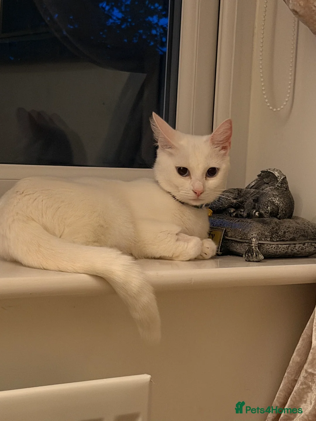 Mixed Breed cats for sale: Ziggy - Advert 2
