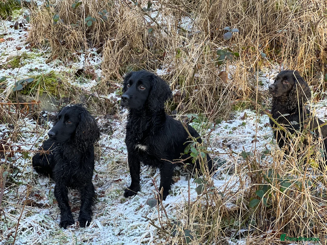 Cocker Spaniel dogs for stud: Fully health tested for stud in Preston - Advert 2