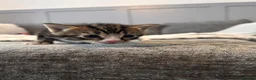 Mixed Breed cats for sale: Kittens for sale  - Advert 16
