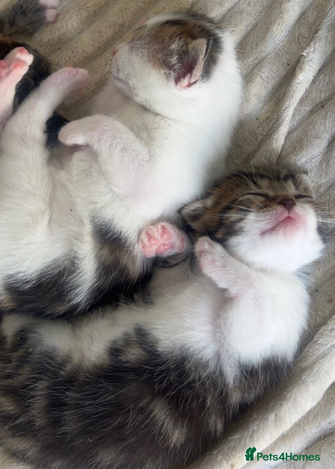 European cats for sale: Kittens - Image 1