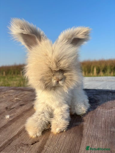 Gallery Image {{count}}