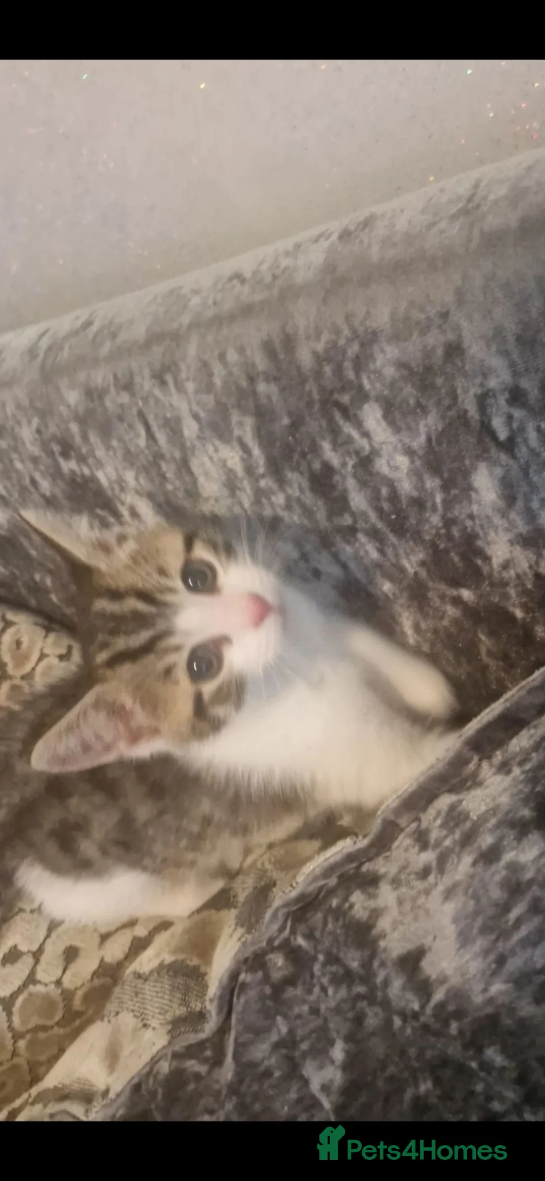 Mixed Breed cats for sale: 3 Kittens For Sale  - Advert 10