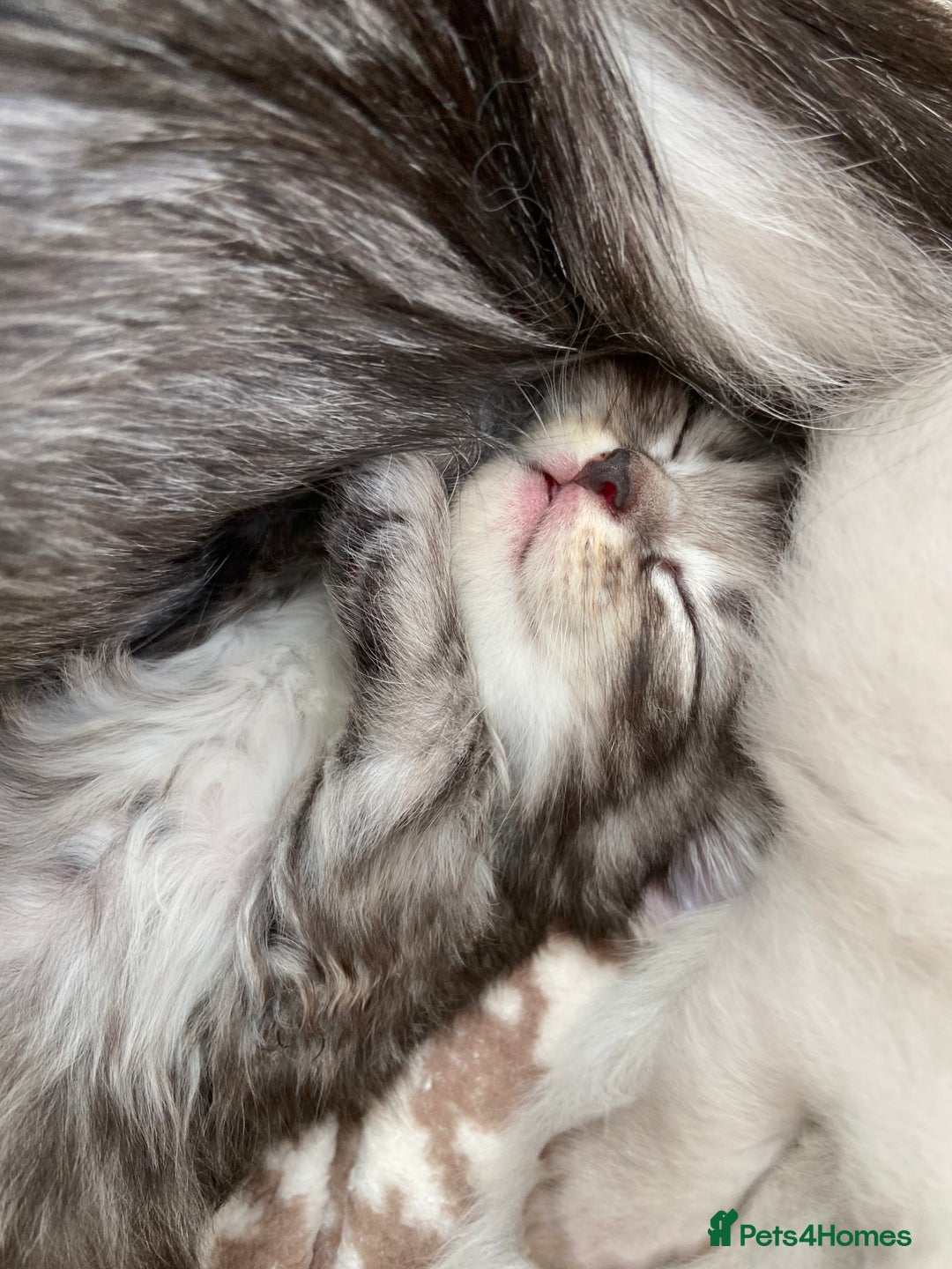 Ragdoll cats for sale: Adorable Ragdoll x Chinchilla Tabby - Image 4