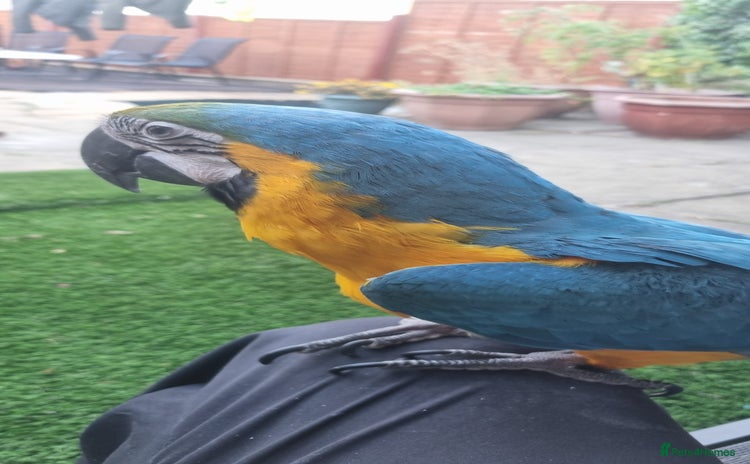 Macaws birds - Advert 2