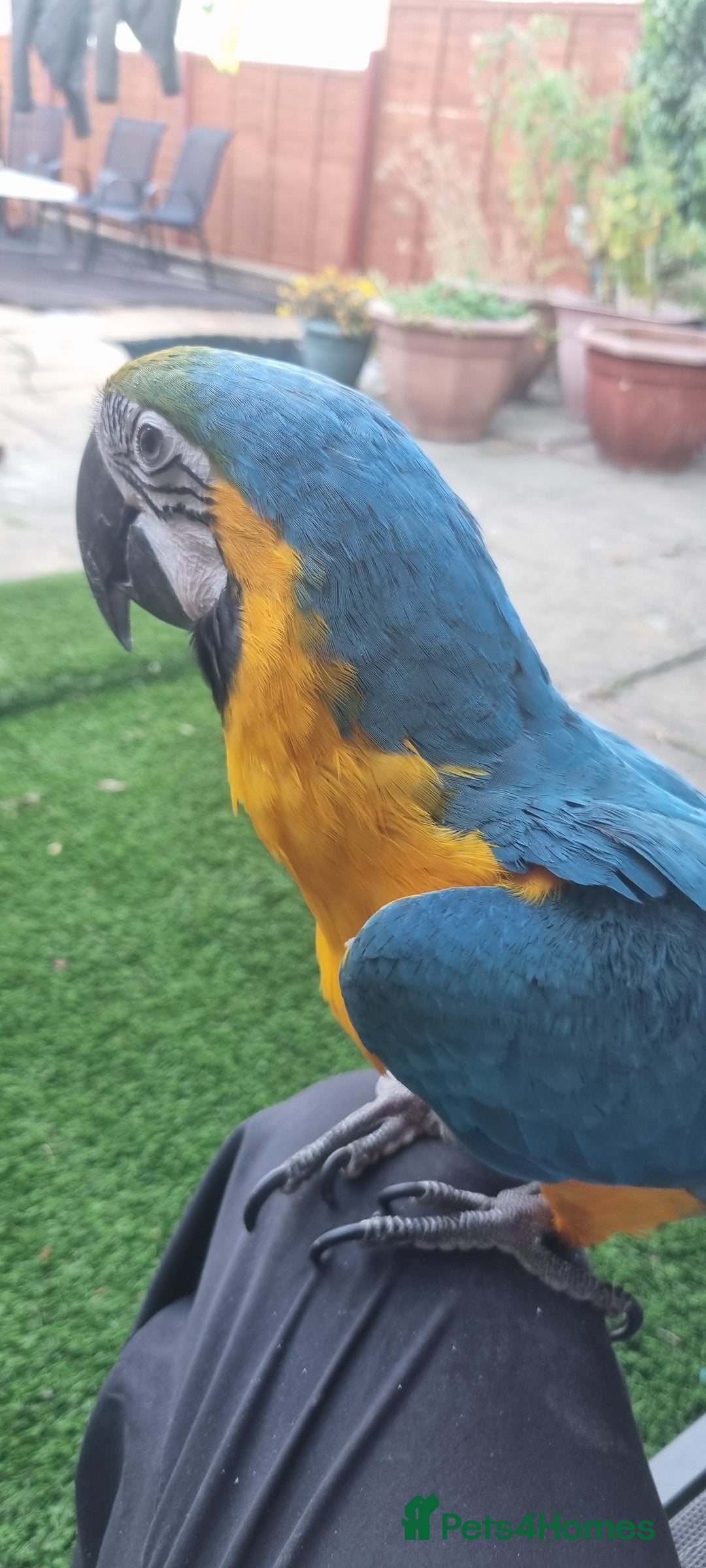 Macaws birds for sale: Blue and gold macaw  - Image 1