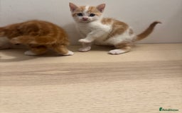 Mixed Breed cats for sale: One ginger male available  - Image 8