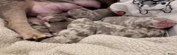 English Bulldog dogs for sale: KC English Bulldog Puppies – Health Tested Parents - Advert 12
