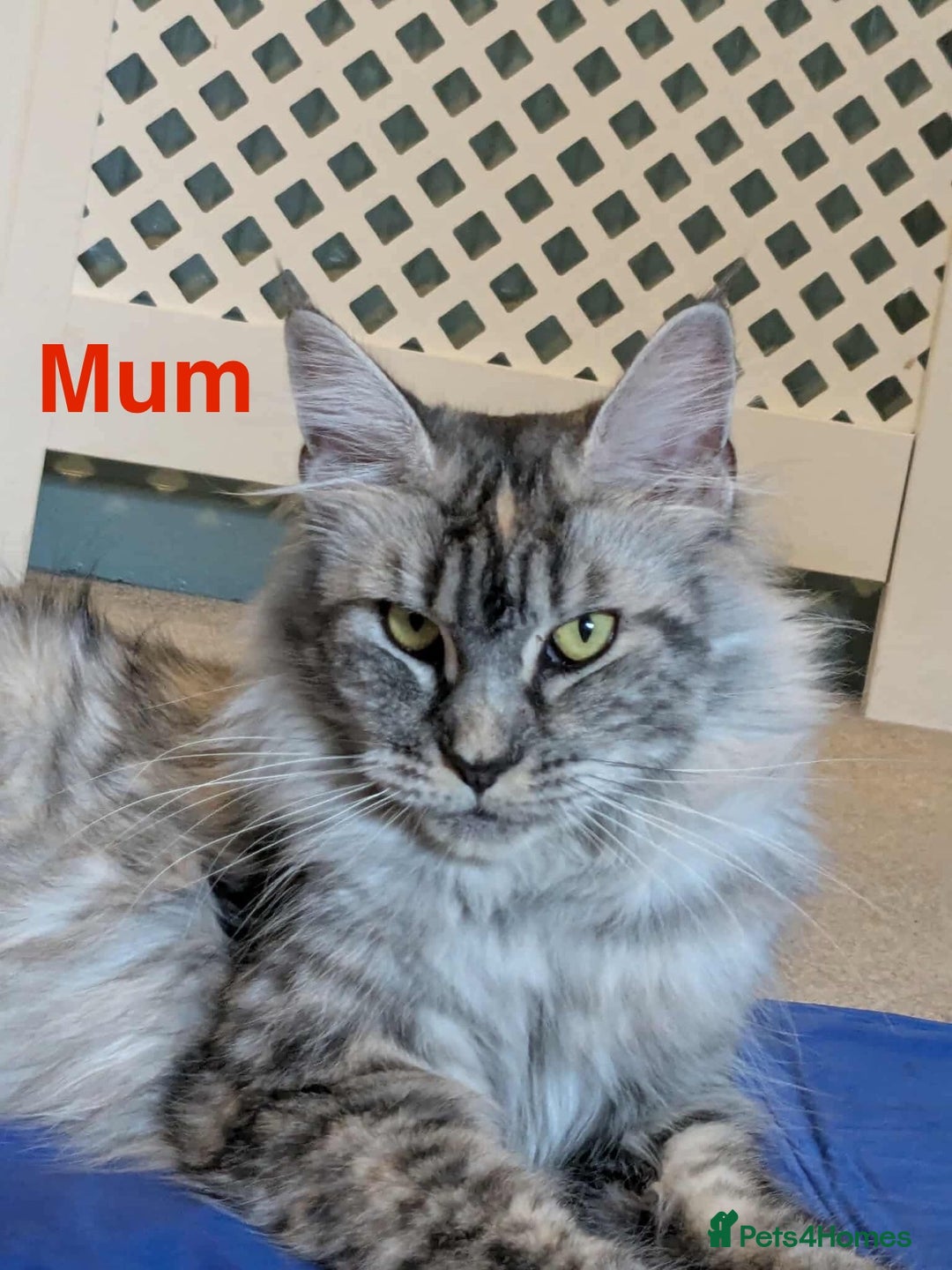 Maine Coon cats for sale: 3 beautiful Maine coon kittens  - Image 9