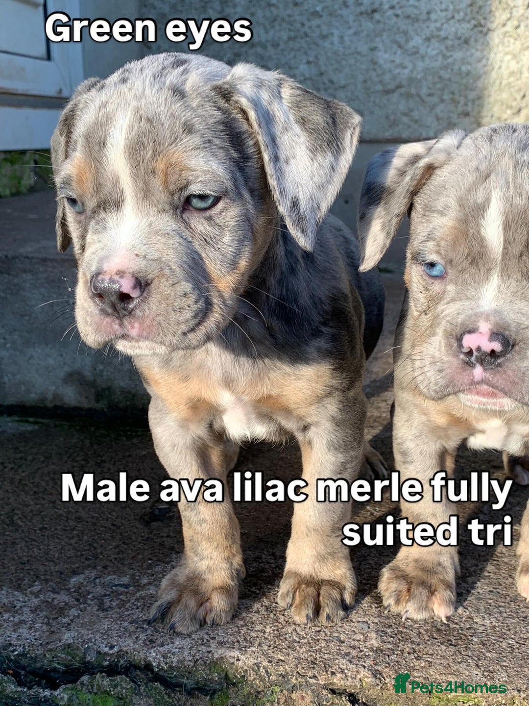 Olde English Bulldogge dogs for sale: Olde English bulldogges generational  - Advert 6
