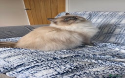 Ragdoll cats for sale: 💎 2 Exceptional Pedigree Ragdolls-young adults💎 - Image 5