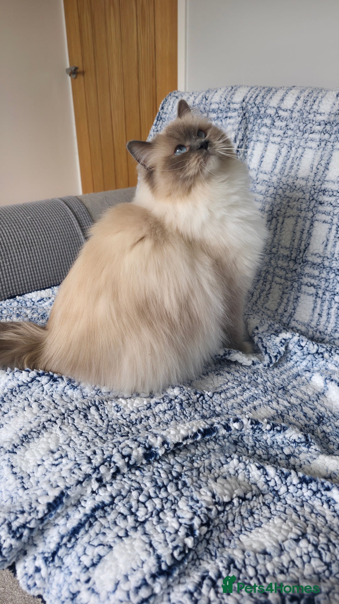Ragdoll cats for sale: 💎 2 Exceptional Pedigree Ragdolls-young adults💎 - Image 5