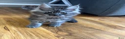 Maine Coon cats for sale: 2 tica Maine coones ready 12th of June  - Advert 7