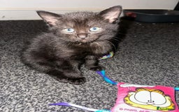 Mixed Breed cats for sale: 2 Black Male Kittens - Image 1