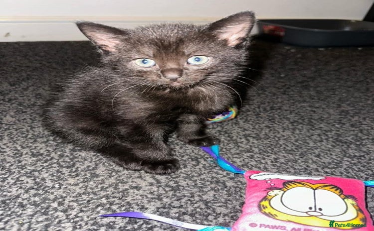 Mixed Breed cats - Advert 1